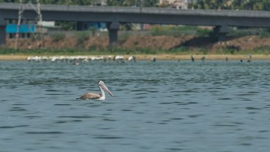Lakes in and around Chennai