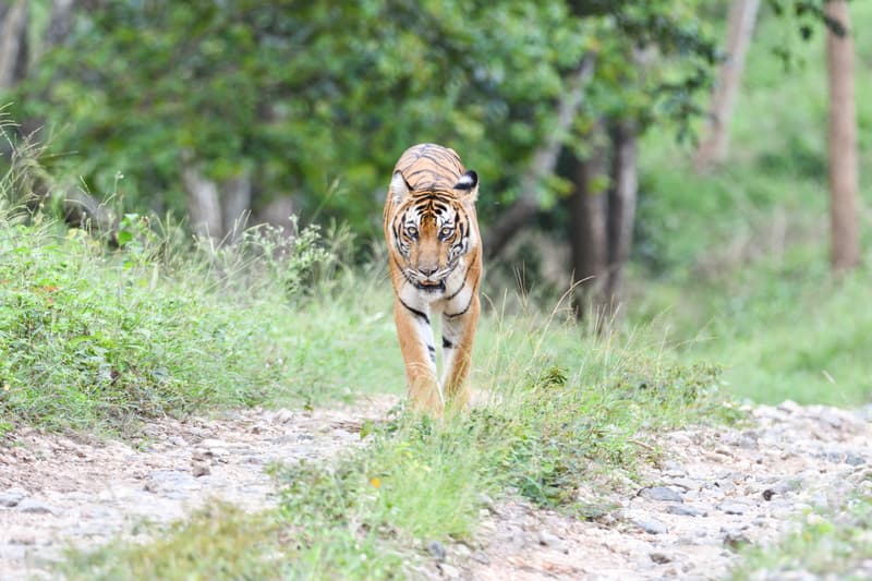 Nagarhole National Park and Tiger Reserve