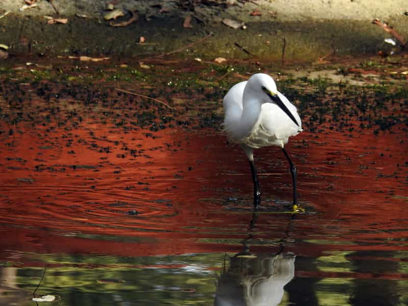 A bird at Indroda Nature Park