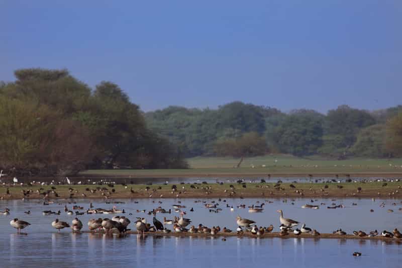 Birds at the Thol Sanctuary