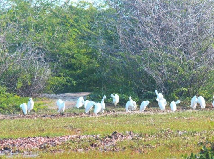 Birds at the Water Bird Sanctuary at Rameshwaram