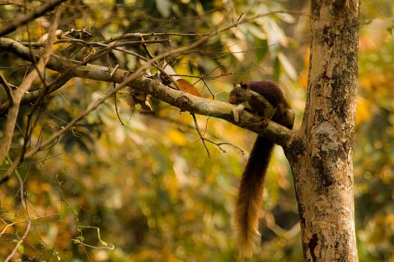 Giant squirrel at Dandeli