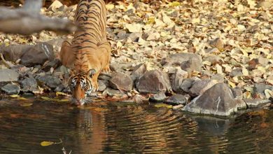 Jungle Safaris in India