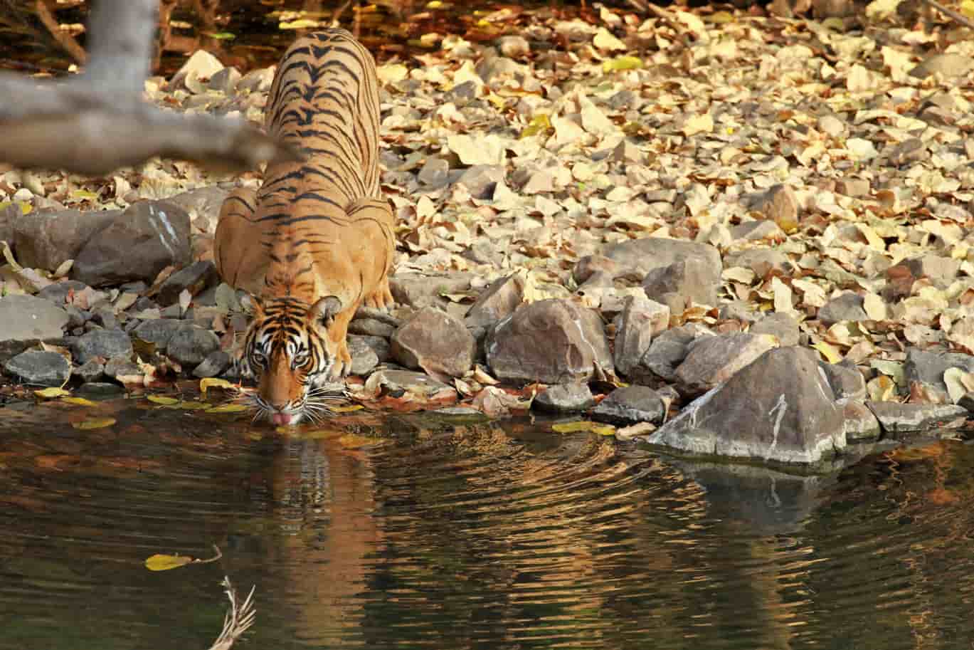 13 Popular Jungle Safaris in India | Wildlife Safari in India [2022] -  Treebo Blog