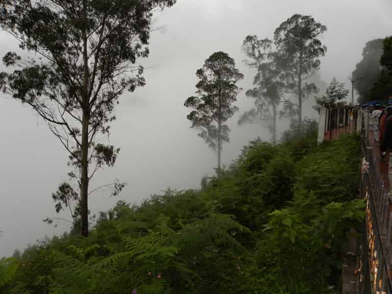 Misty views at Coaker’s Walk