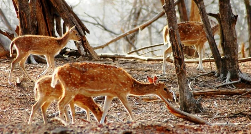 Mount Abu Wildlife Sanctuary