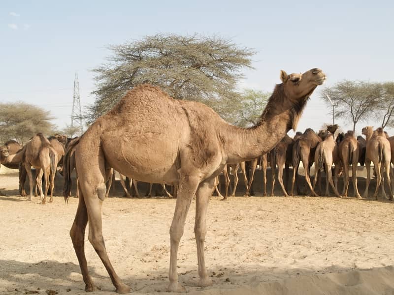 National Research Centre on Camel