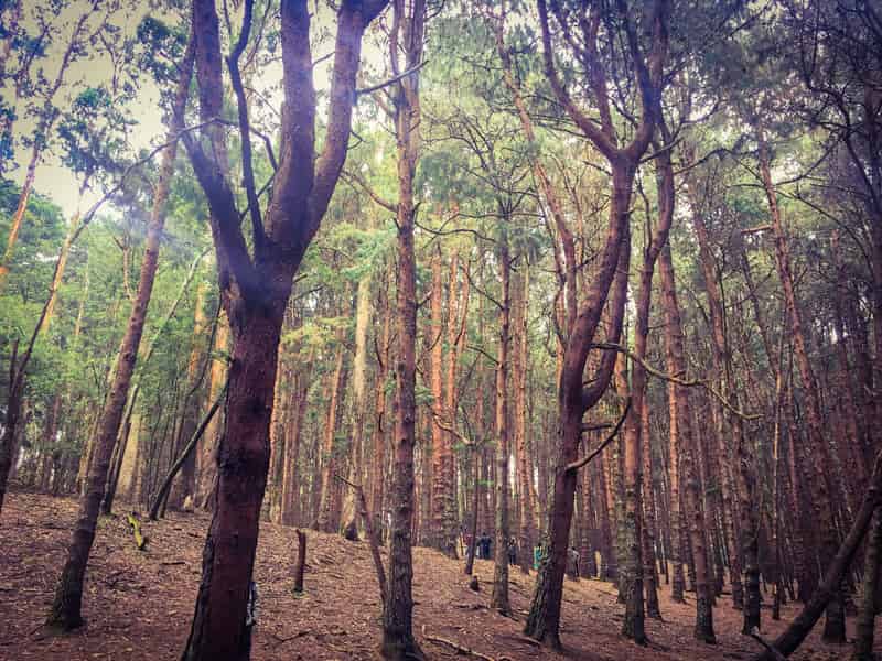 Pine Tree Forest