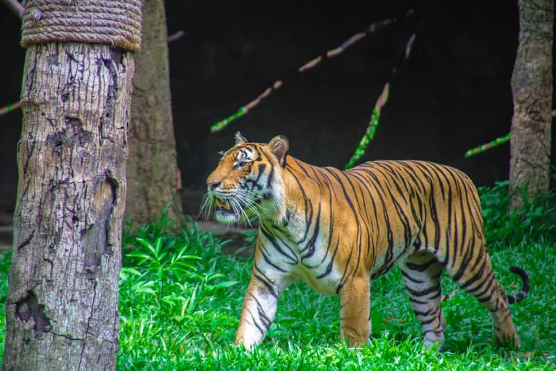 Ranthambore National Park