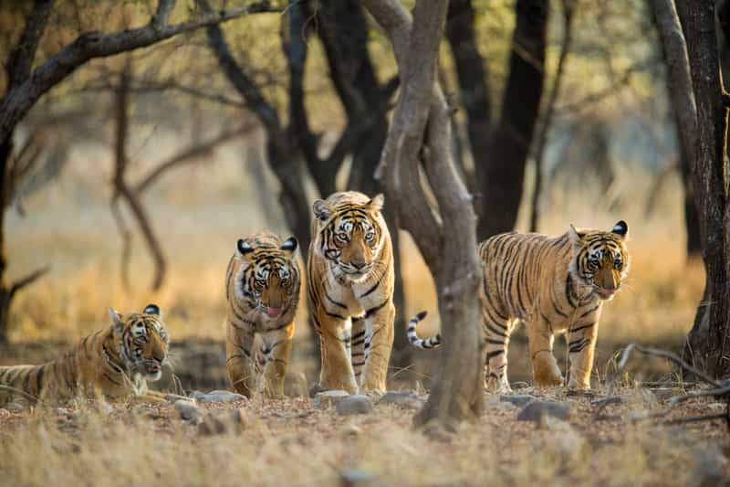13 Popular Jungle Safaris in India | Wildlife Safari in India [2022] -  Treebo Blog