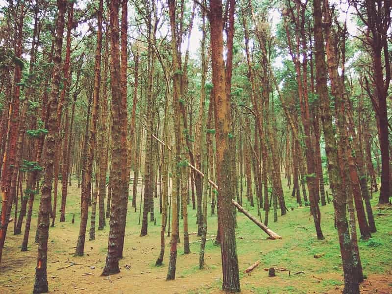 Tall pine trees