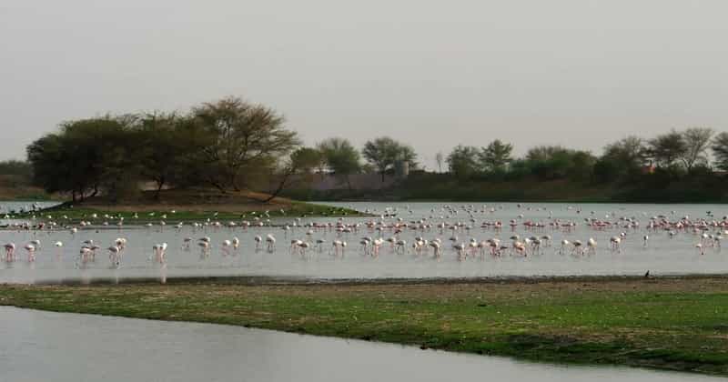 Thol Bird Sanctuary