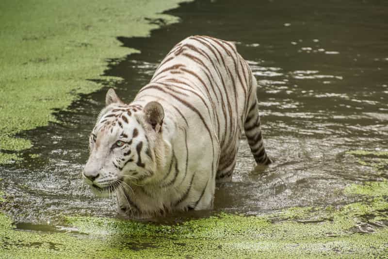 Bengal Tiger