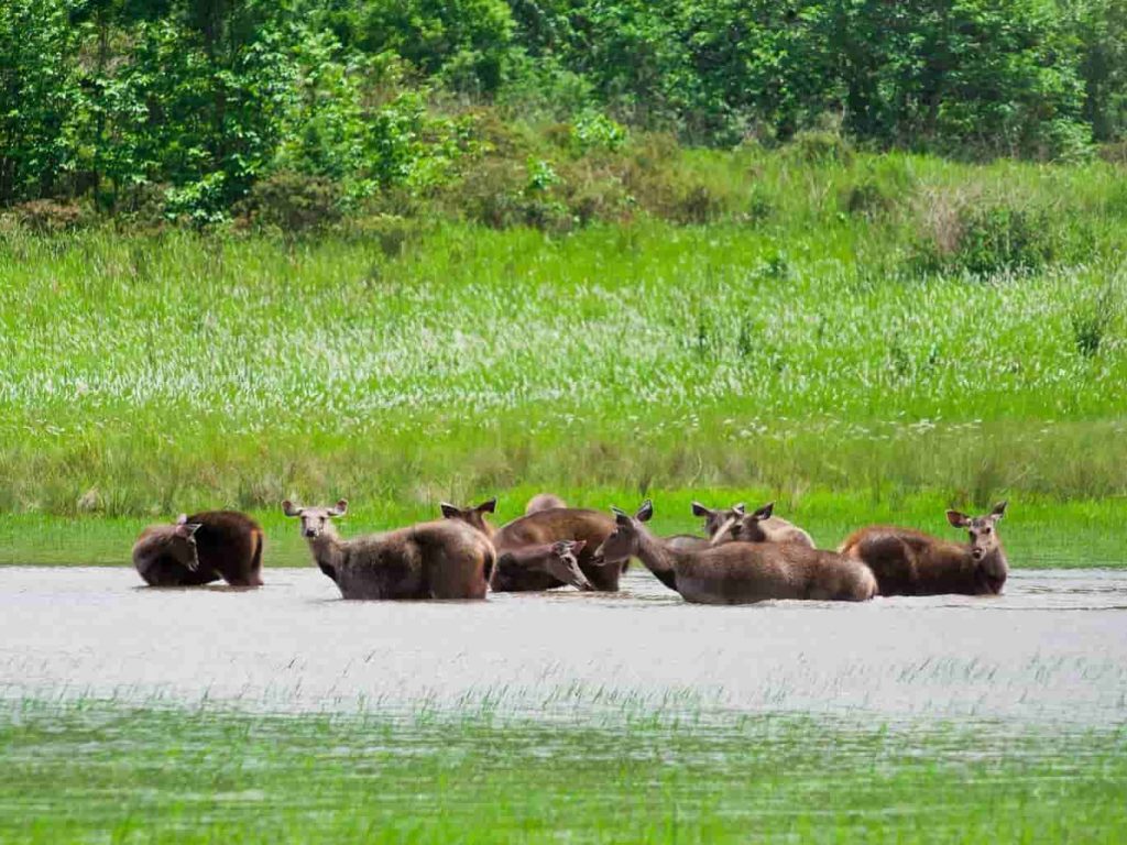 Sundarbans National Park in West Bengal [2020] | Sundarbans Forest - Treebo  Blog