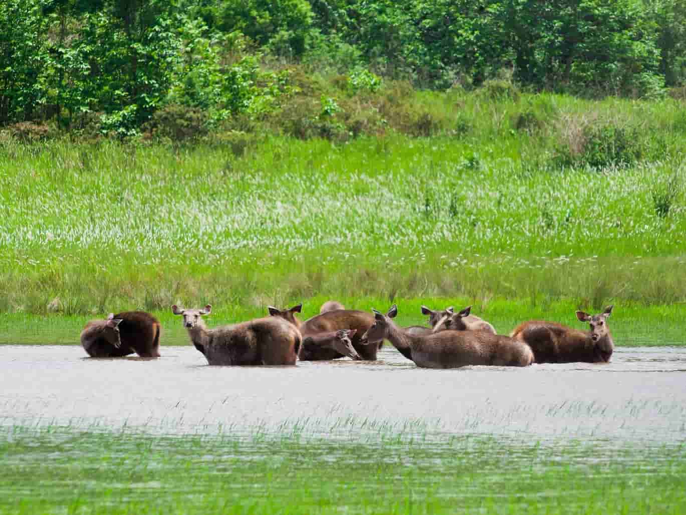 Sundarbans National Park in West Bengal [2020] | Sundarbans Forest - Treebo  Blog
