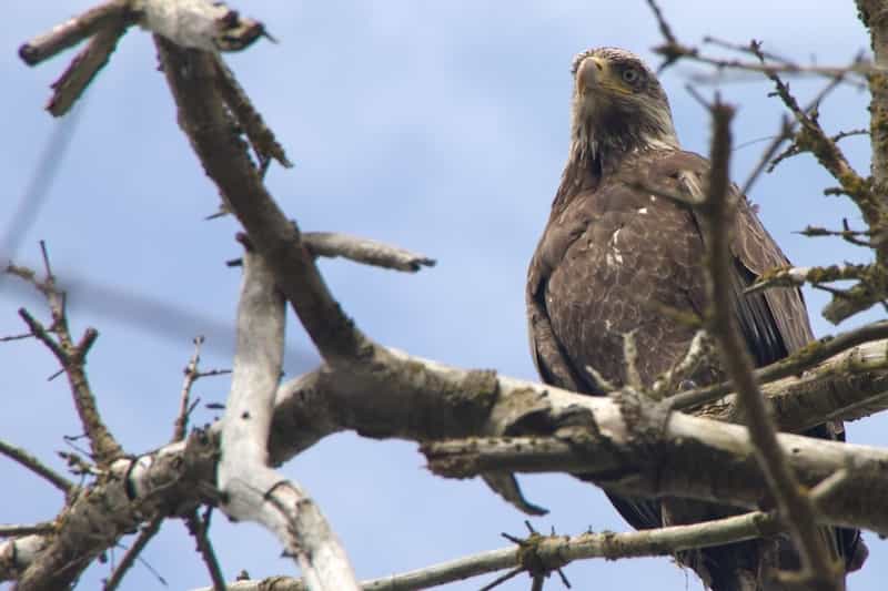 Pakshipathalam Bird Sanctuary