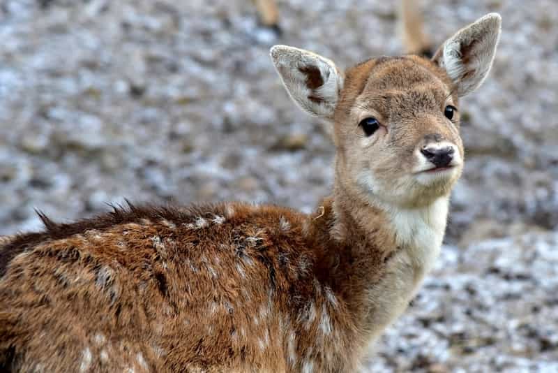 Deer at the Indira Gandhi Zoological Park