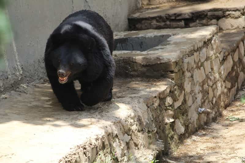  Bears at the Daroji Sloth Bear Sanctuary