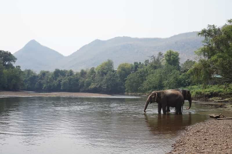 Wayanad Wildlife Sanctuary