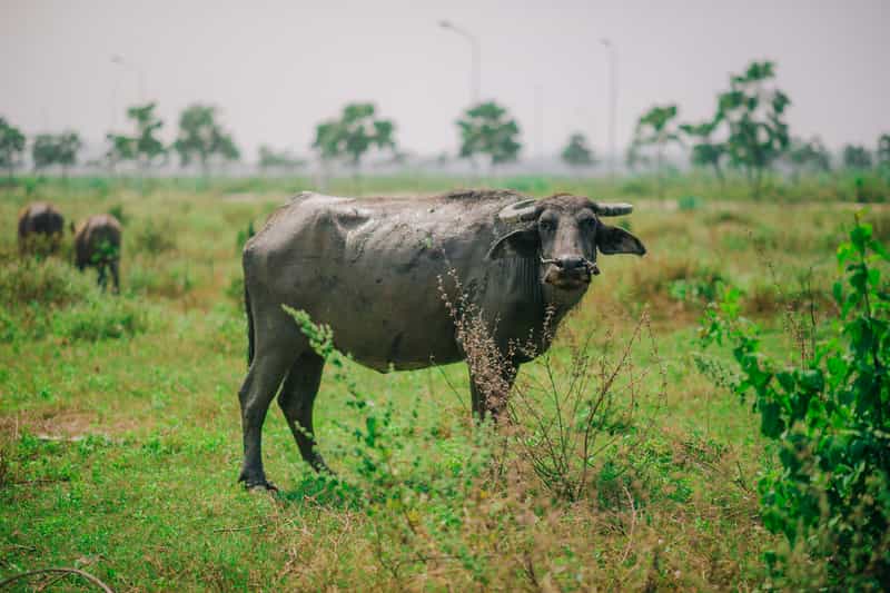 Spot Wild Bison at the Tholpetty Wildlife Sanctuary