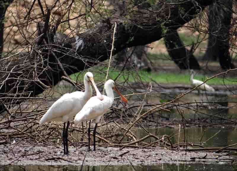 Eurasian spoonbill at Thattekad Bird Sanctuary