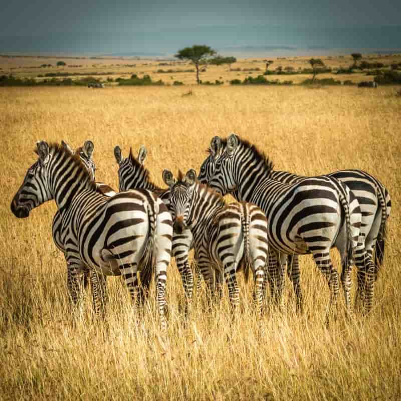 Take a Safari in Kenya