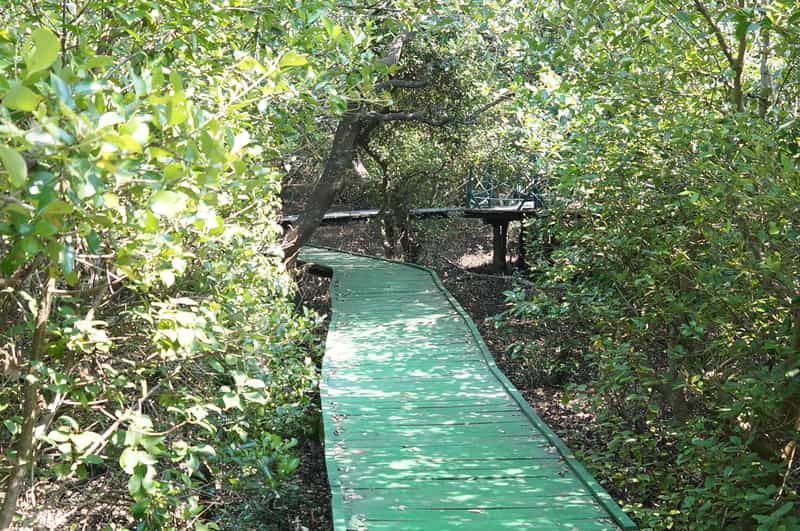 Wooden bridge in Coringa