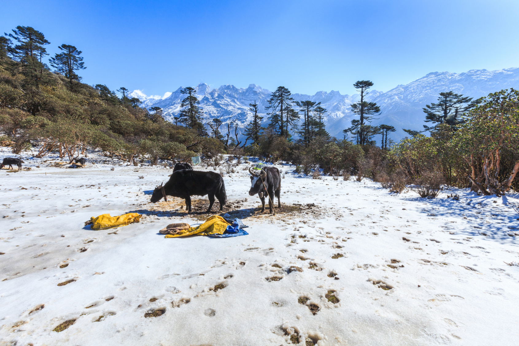 Kanchenjunga National Park, Pelling