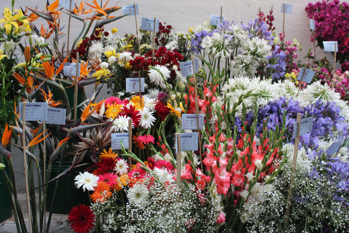 Ooty Flower Show
