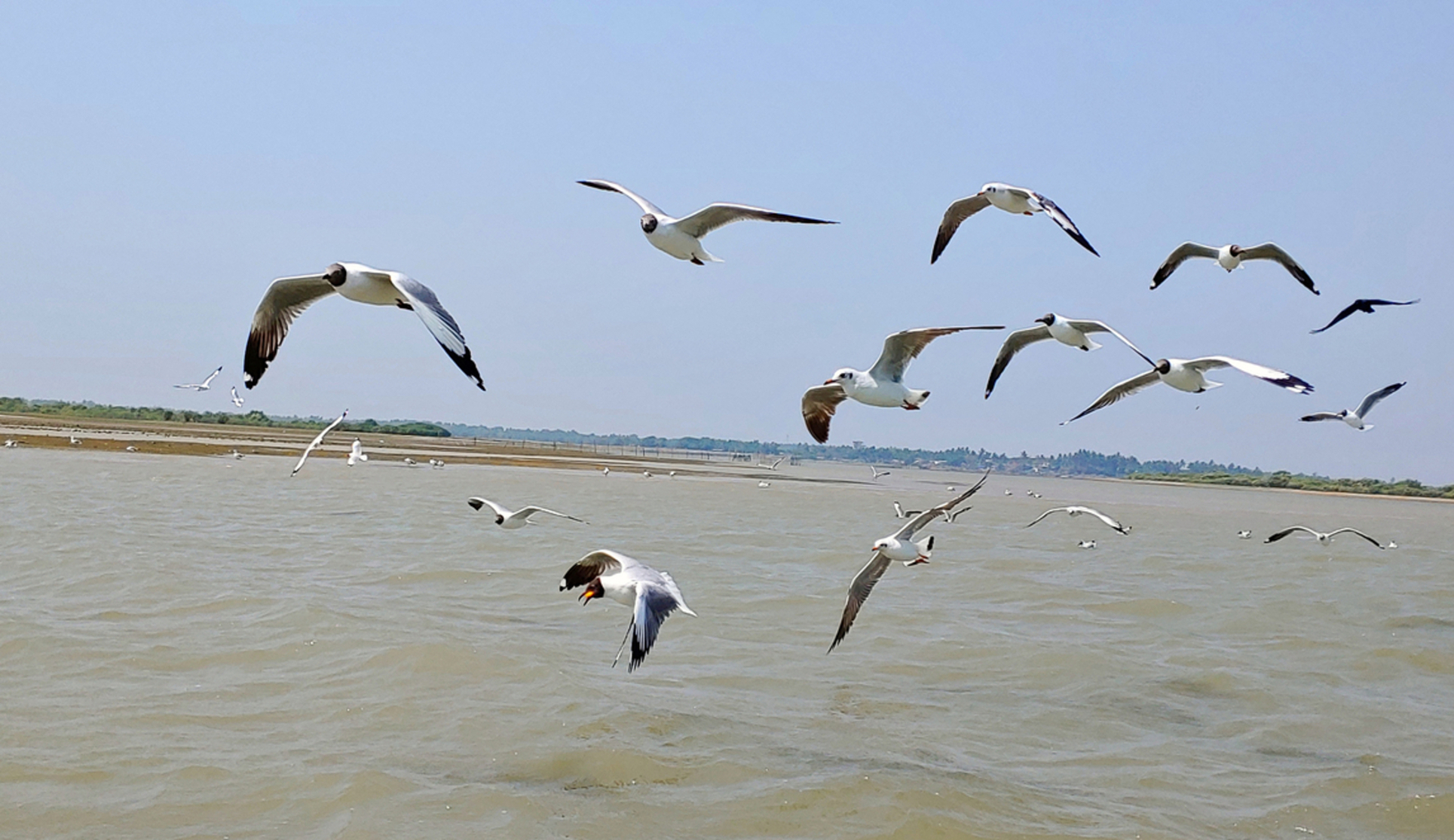 Chilika Lake, Puri