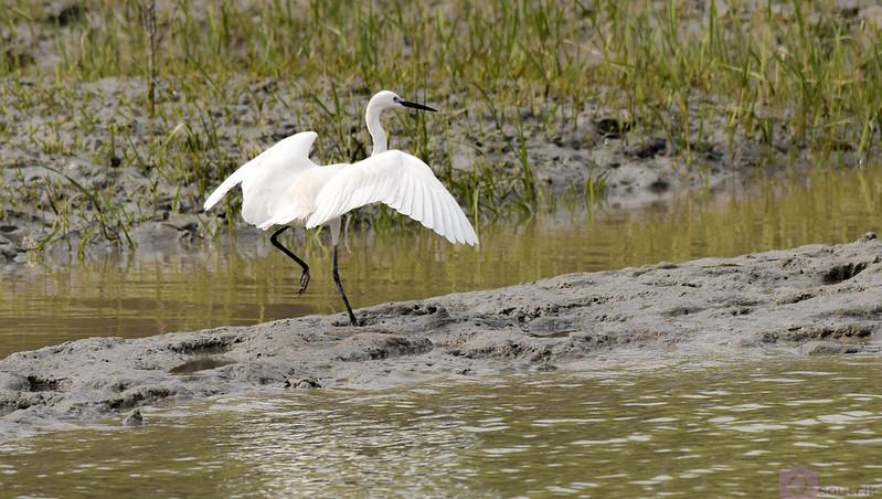 Sunderbans National Park, West bengal, offbeat places to visit in October in India