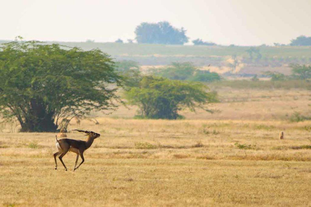 A blackbuck running in the grassland of Rollapadu Wildlife Sanctuary