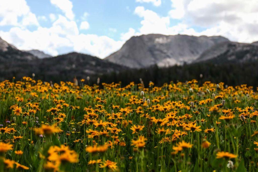 Witness the vibrant blooming flora at Valley of Flowers during best places to visit in July In India.