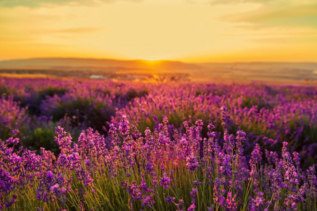 Valley of flowers is one of the best places to visit in August in India 