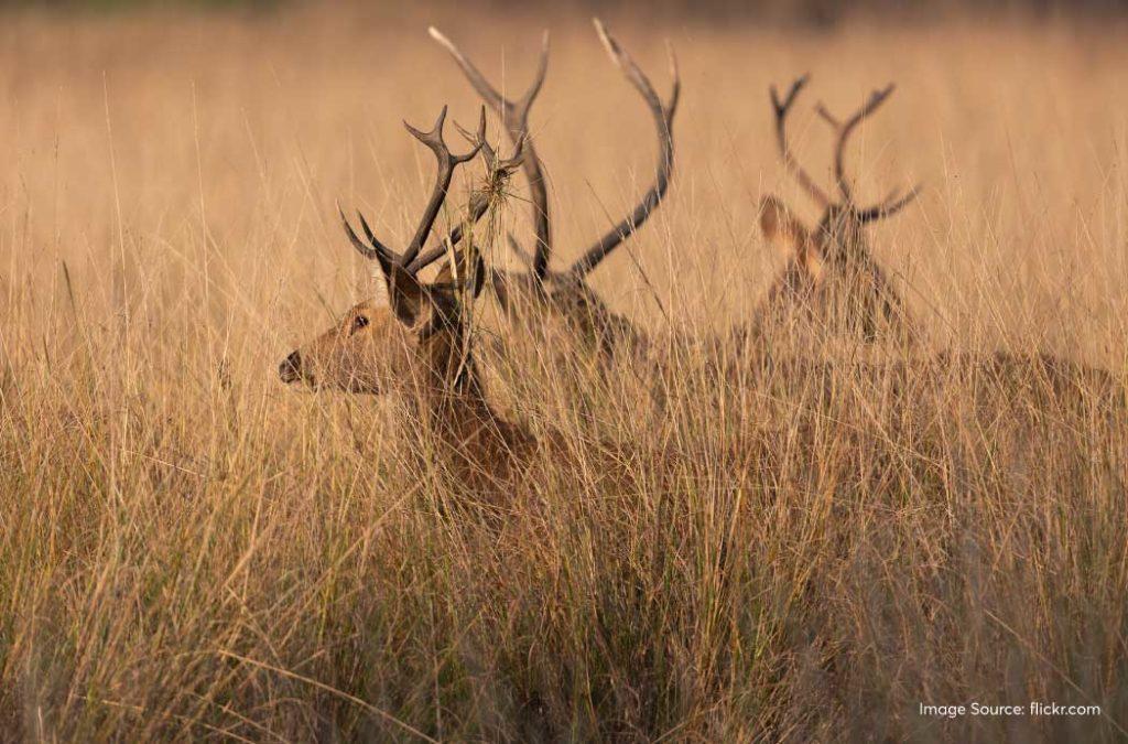 Experience wildlife at Kanha National Park during places to visit near Nagpur.