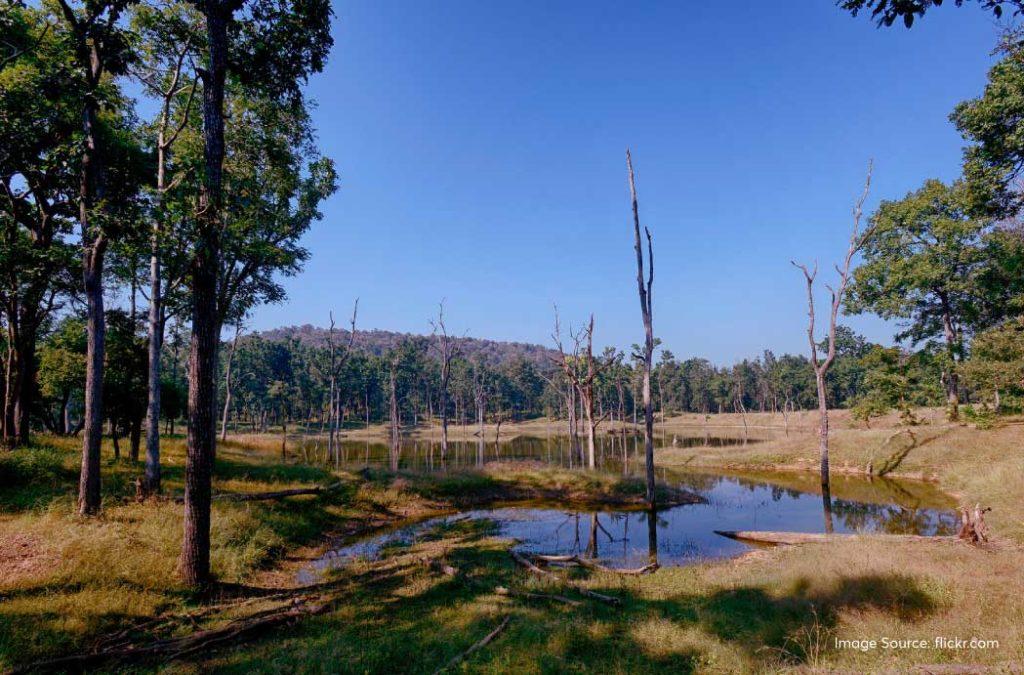 Rich biodiversity at Pench National Park during places to visit near Nagpur.