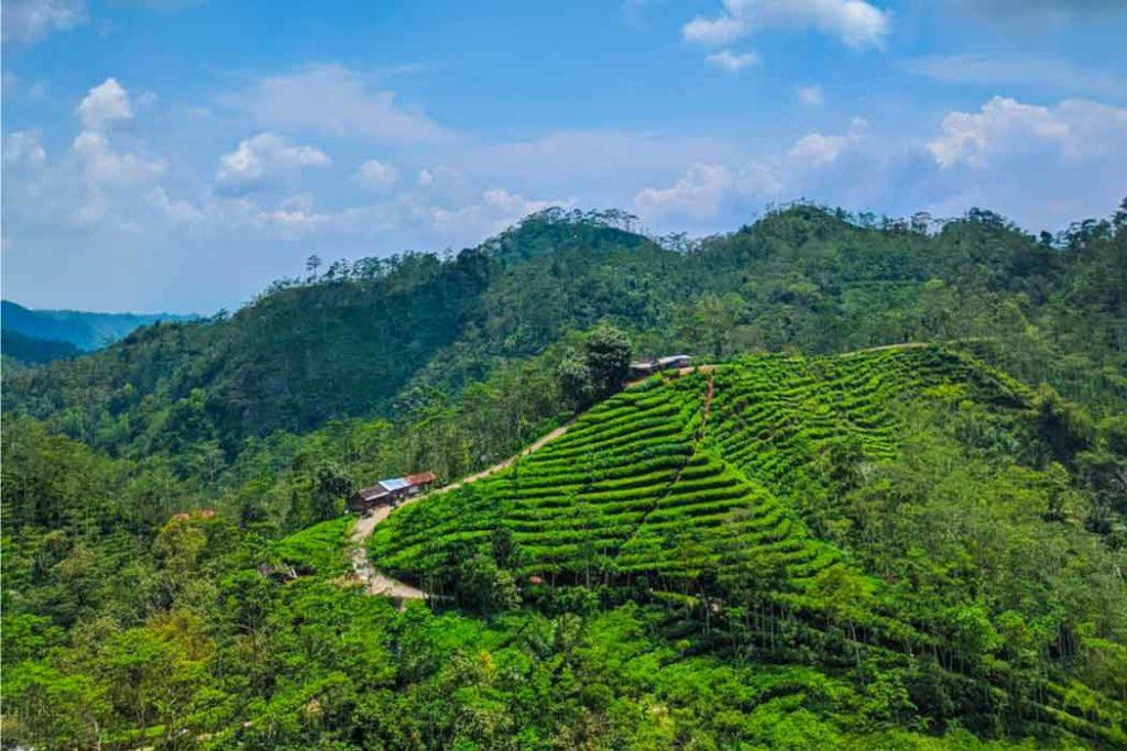 The aromatic smell of the TATA Tea Museum while visiting the best places in Munnar.