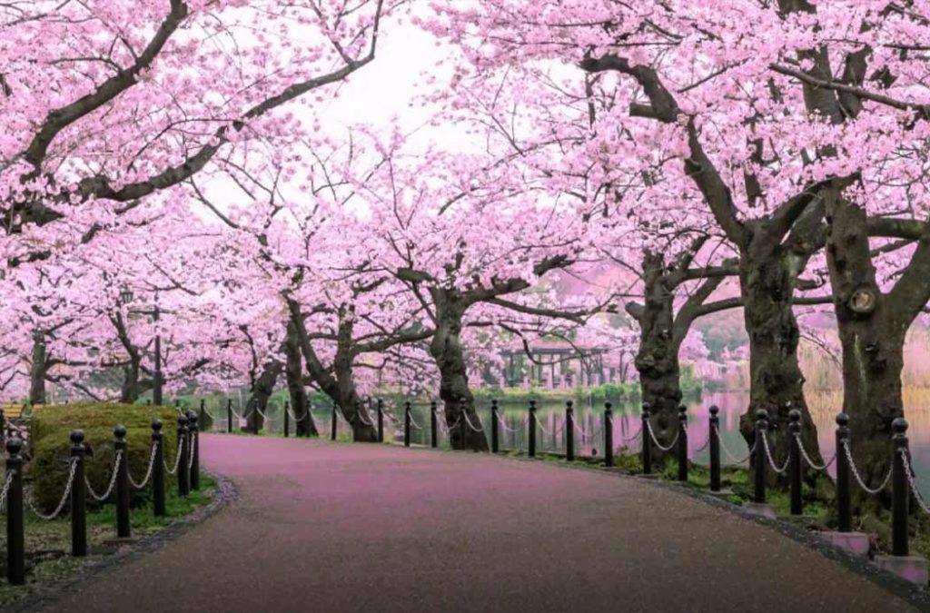 The best of Cherry Blossoms in India can be witnessed in Jammu & Kashmir.