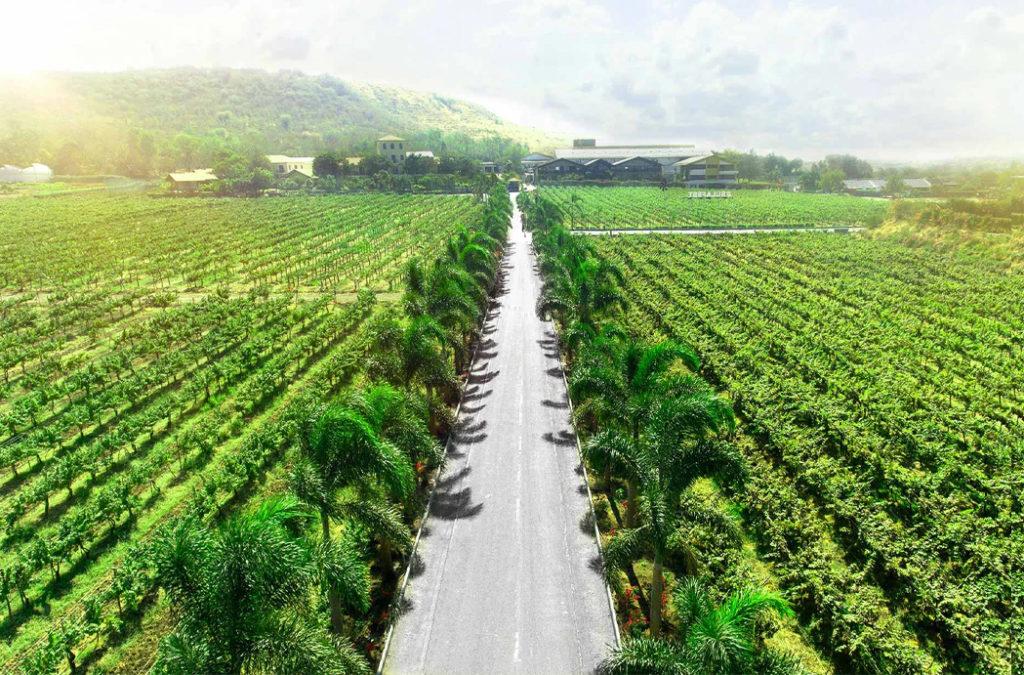 Sula Vineyard is one of the most famous vineyards in India