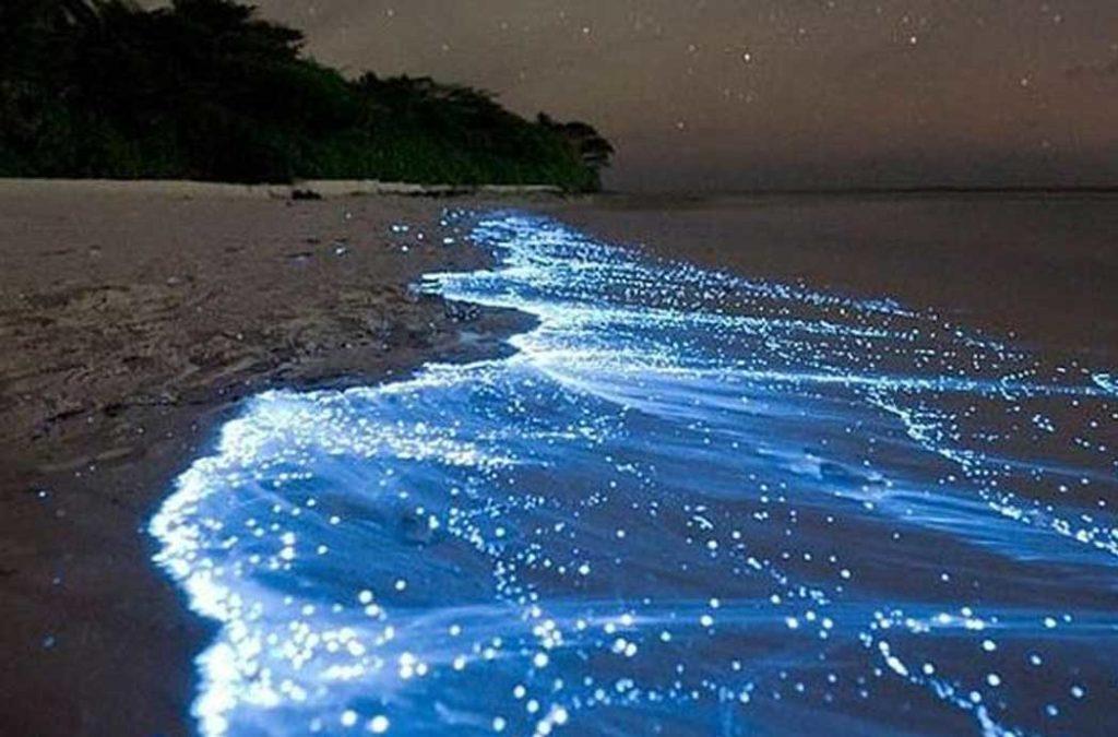 One of the prettiest Bioluminescent beaches in India