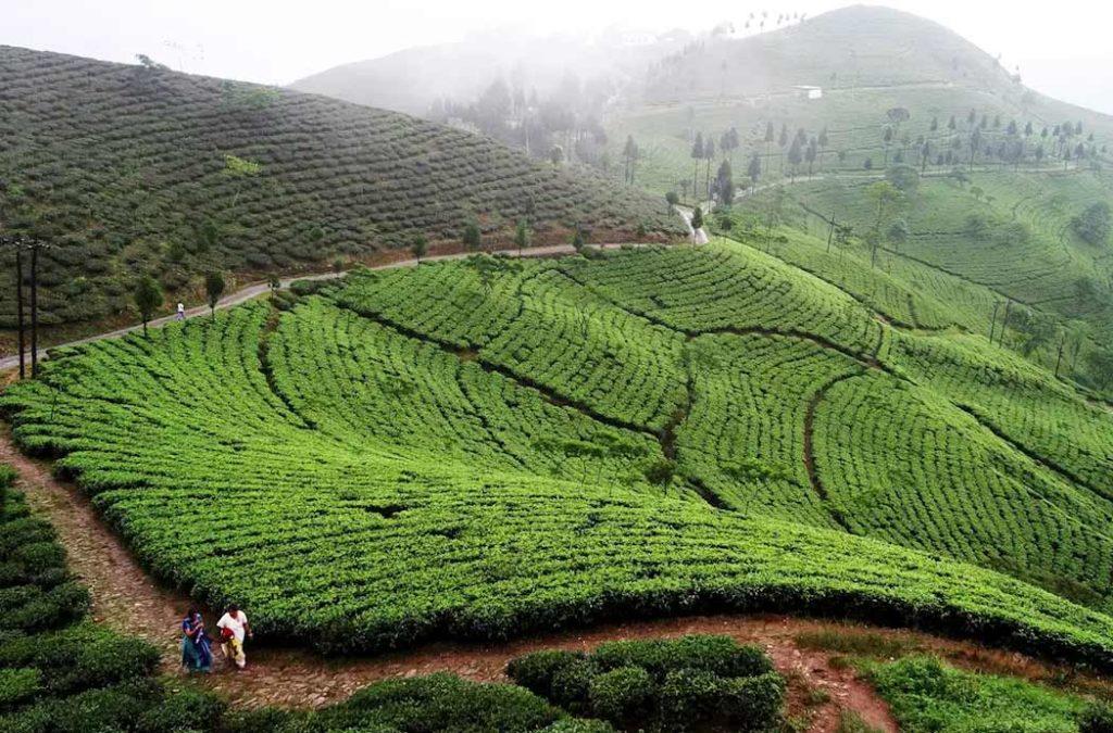 The lush greens of Darjeeling on Women's Day 2023