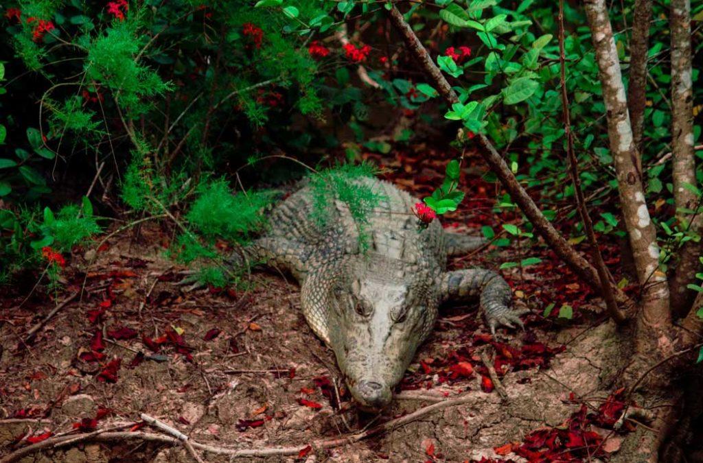 Bhagabatpur Crocodile Project﻿ is a must visit location in the Sunderbans