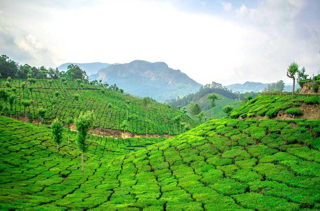 Rolling Hills in Munnar in the Western Ghats