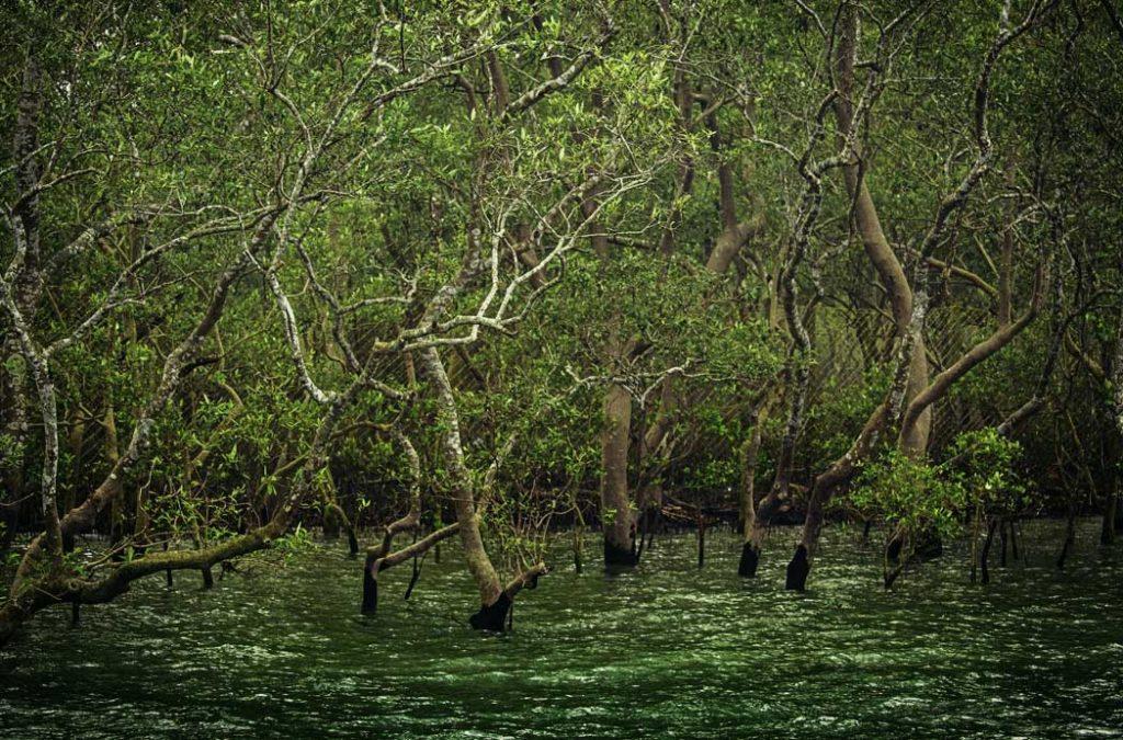 Netidhopani at Sundarbans