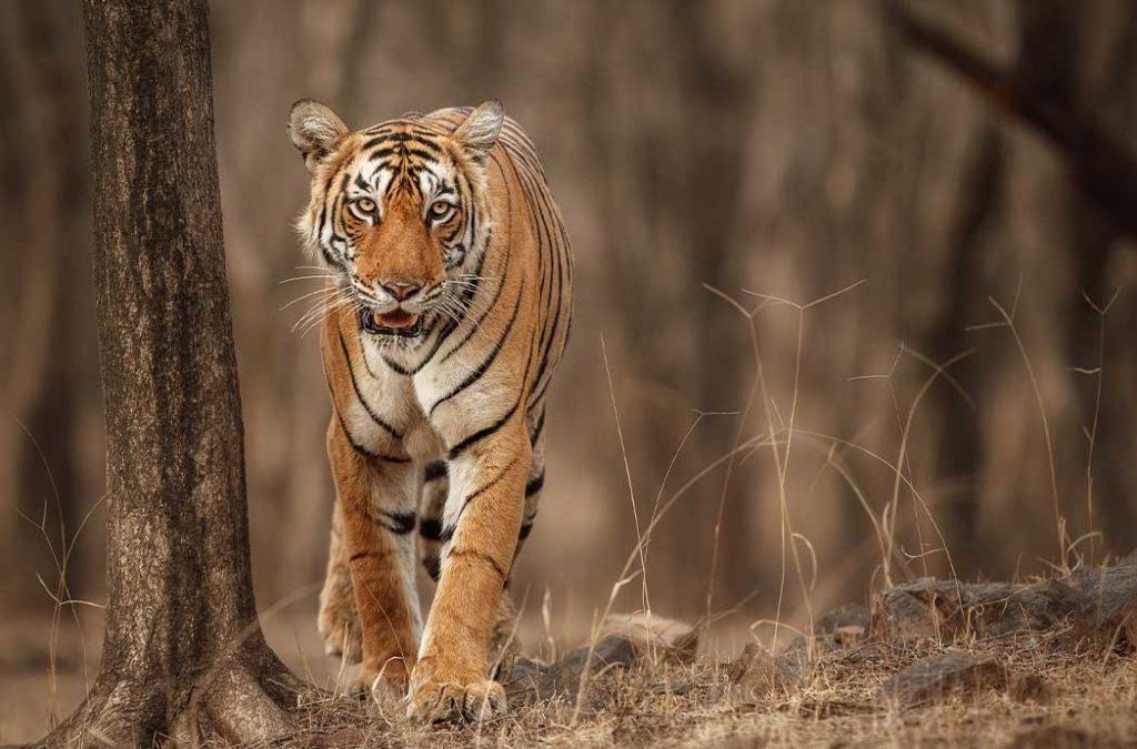 Sunderbans is one of the Biosphere Reserves in India