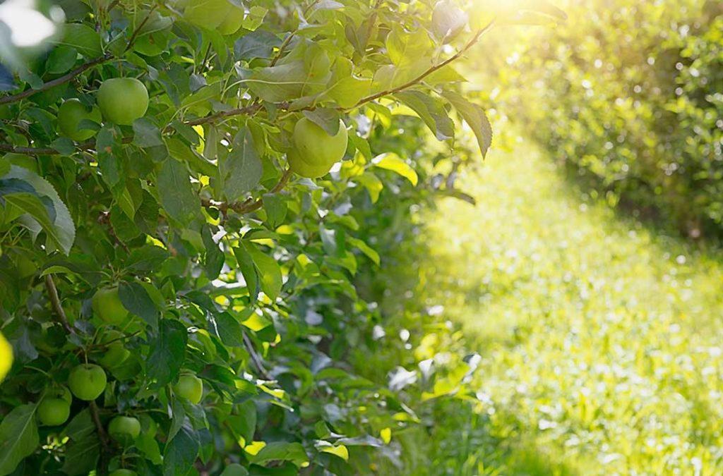 Apple Orchards in Chaubatia