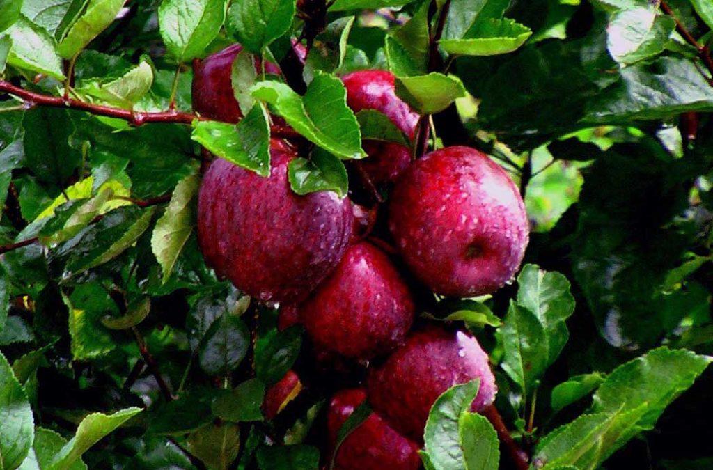 Check out the apple orchards of Kinnaur