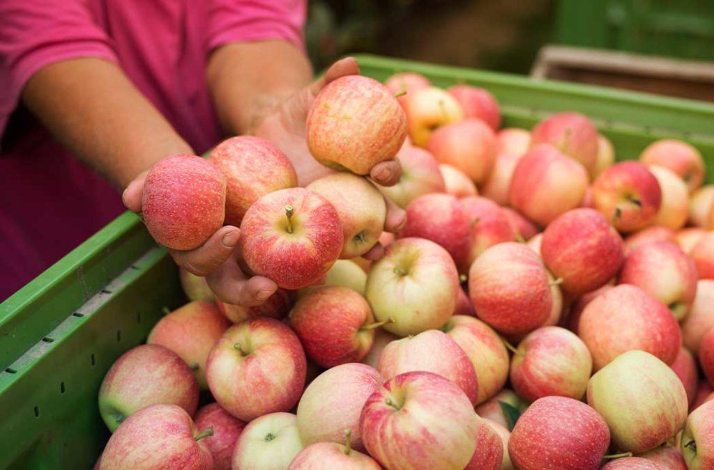Taste the apples of Mukteshwar from their apple orchards