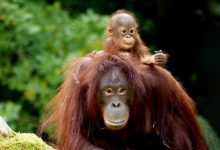 Zoological parks in India