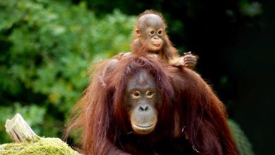 Zoological parks in India